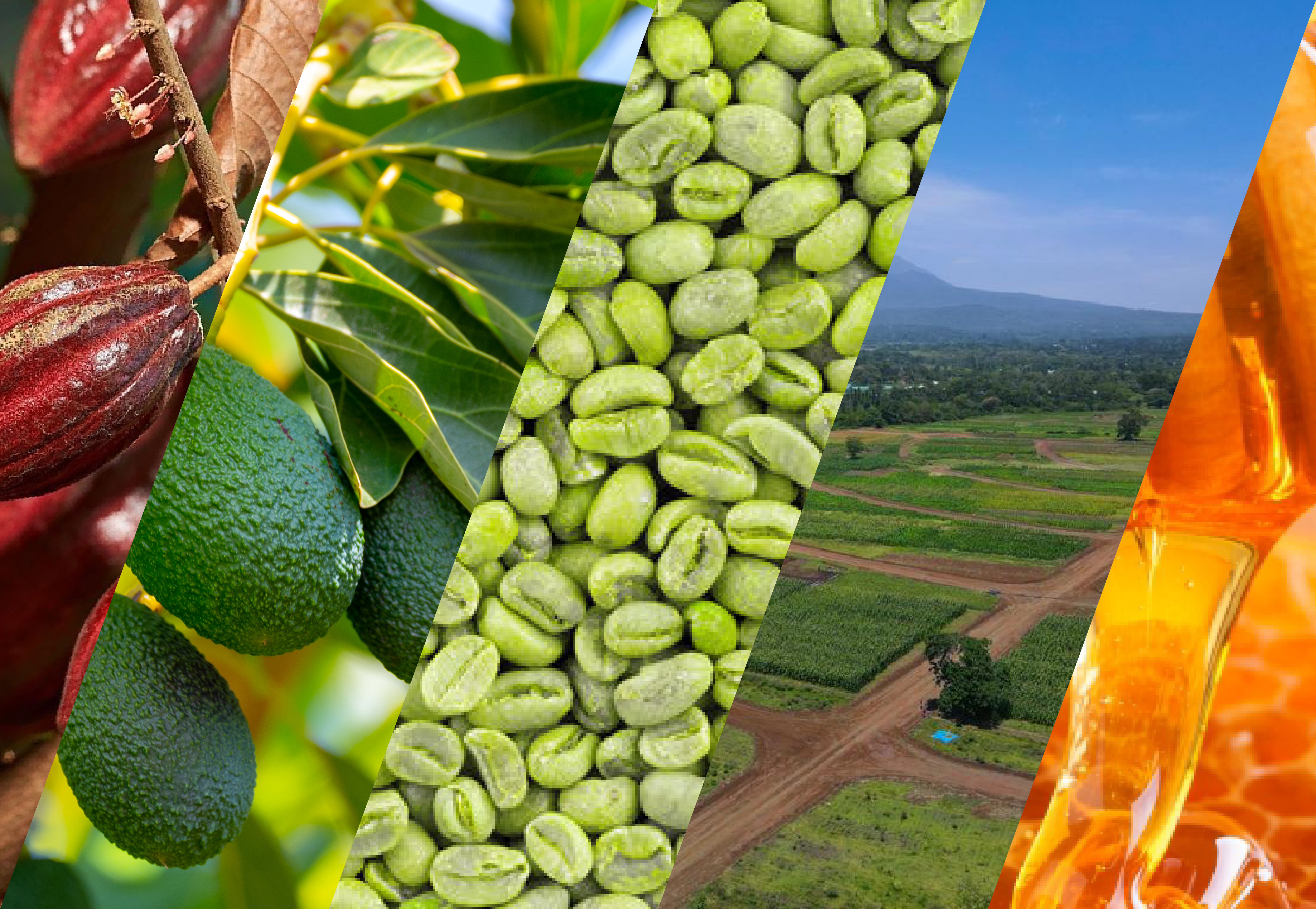 Avocado